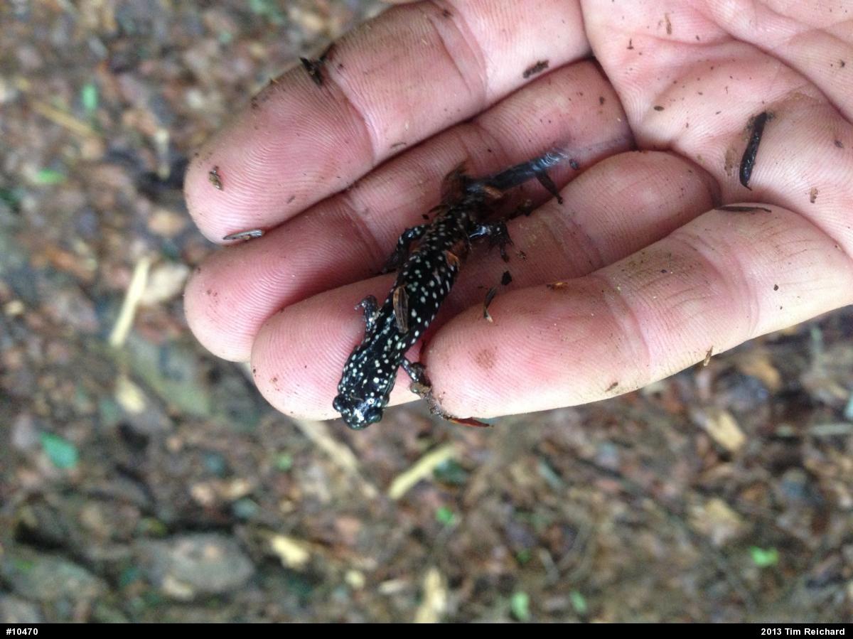Northern Slimy Salamander