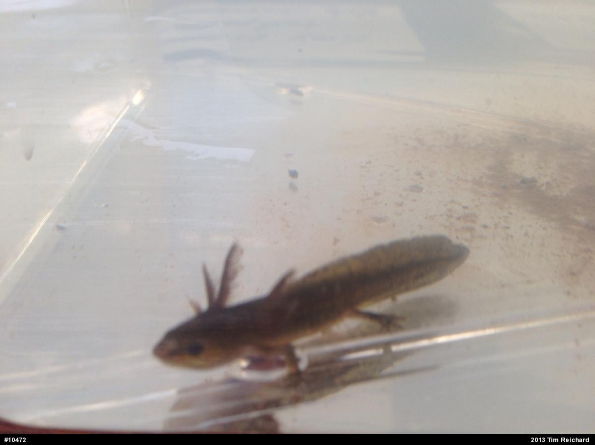 Spotted Salamander