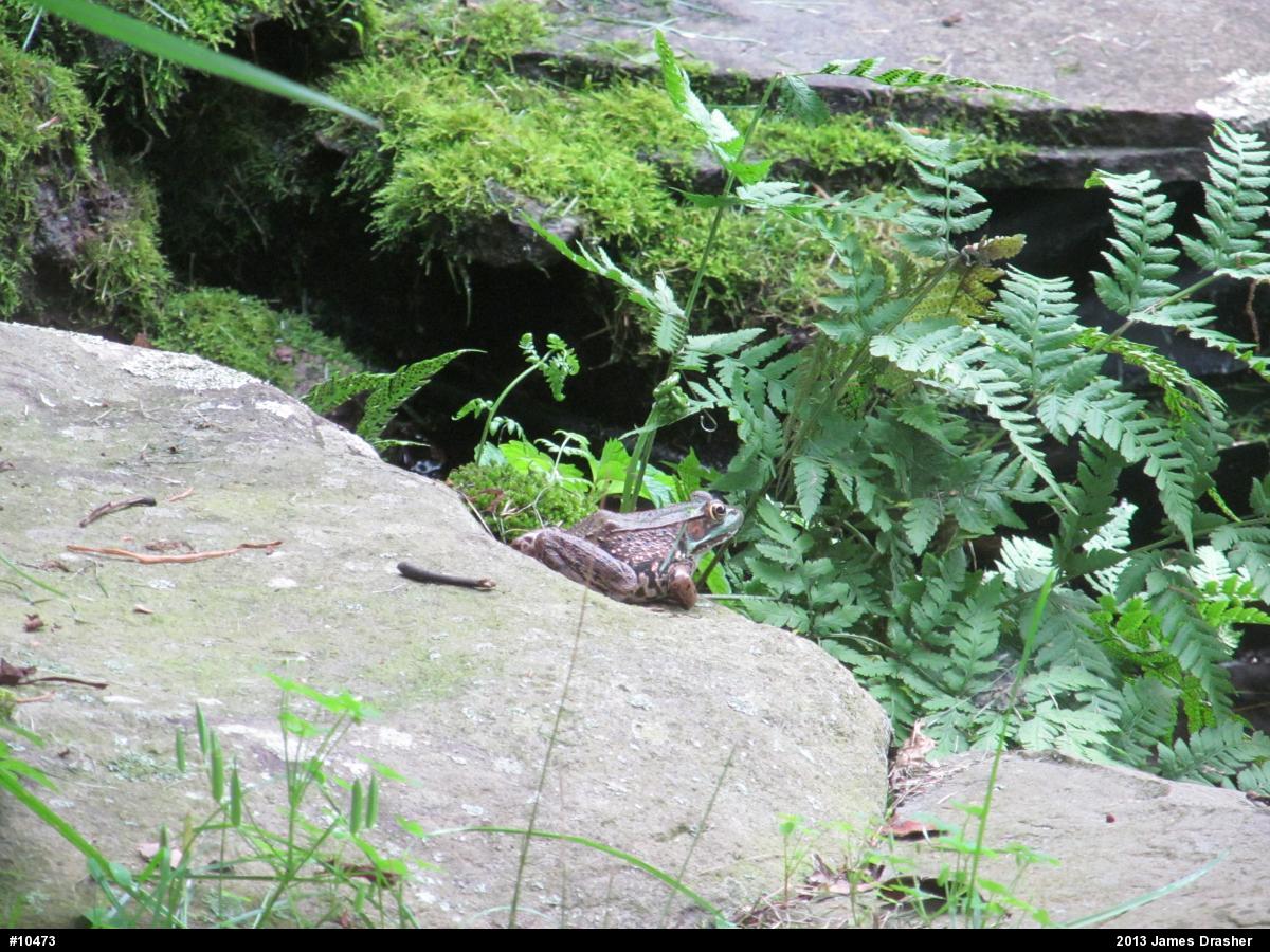 Green Frog