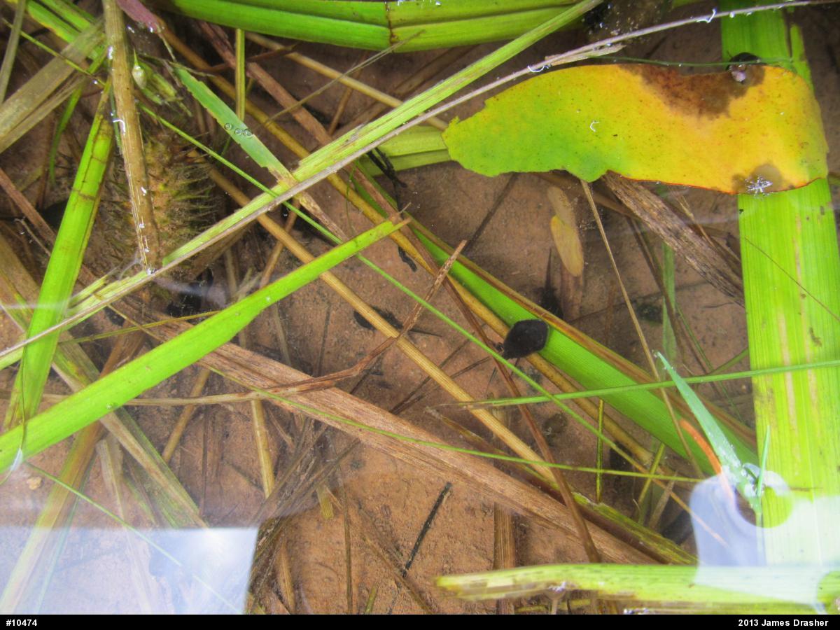 Eastern American Toad