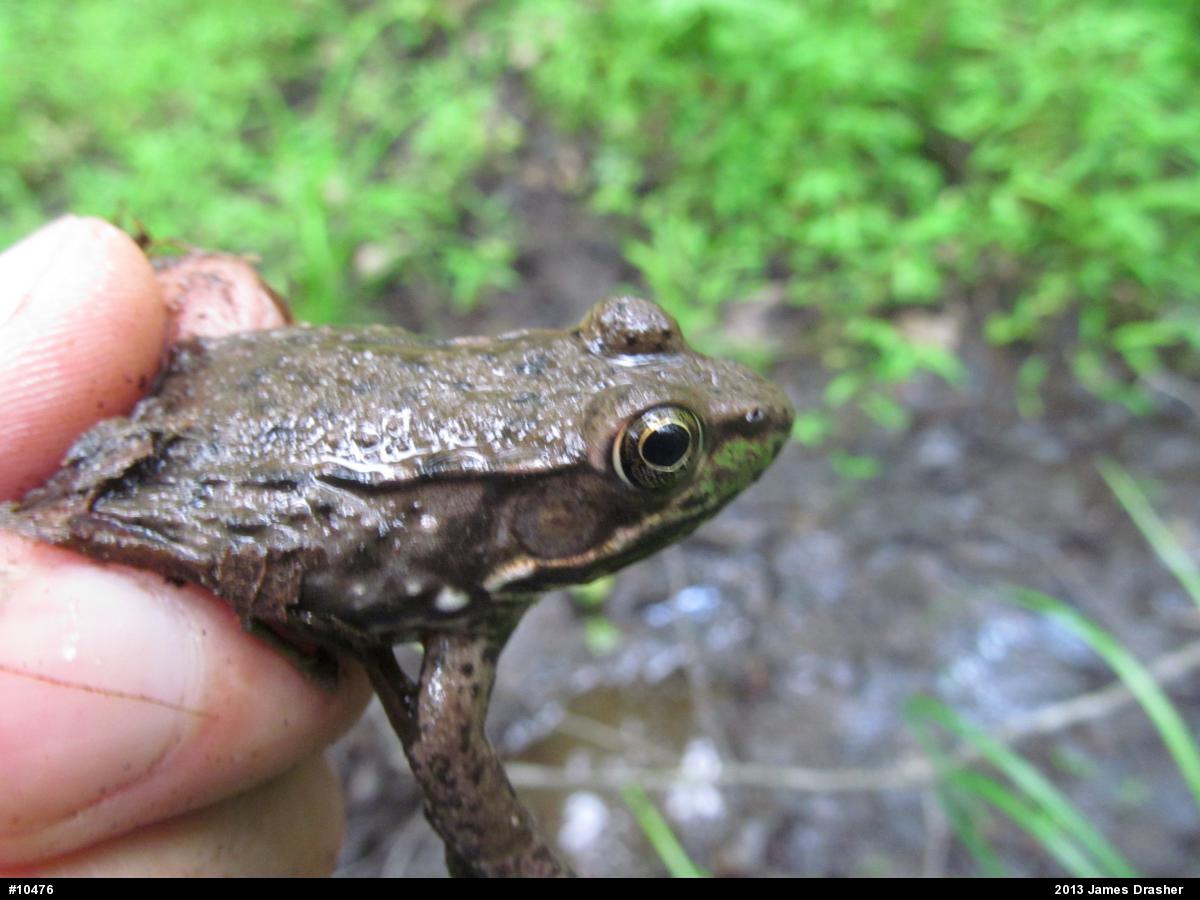Green Frog
