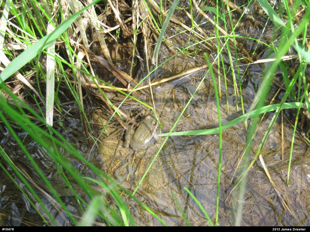 Green Frog