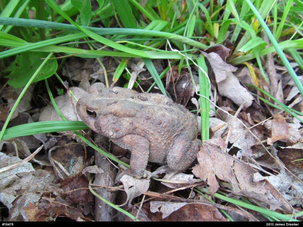 Eastern American Toad