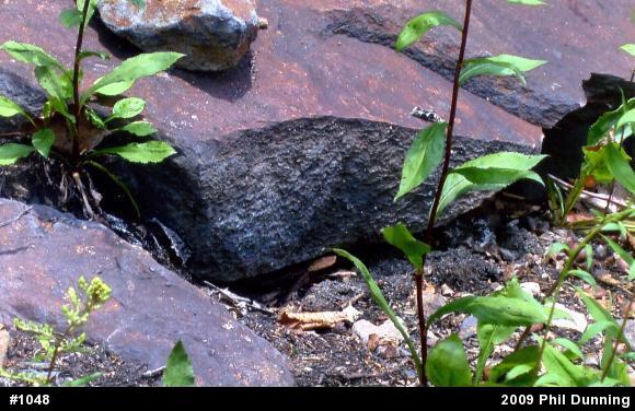 Northern Copperhead