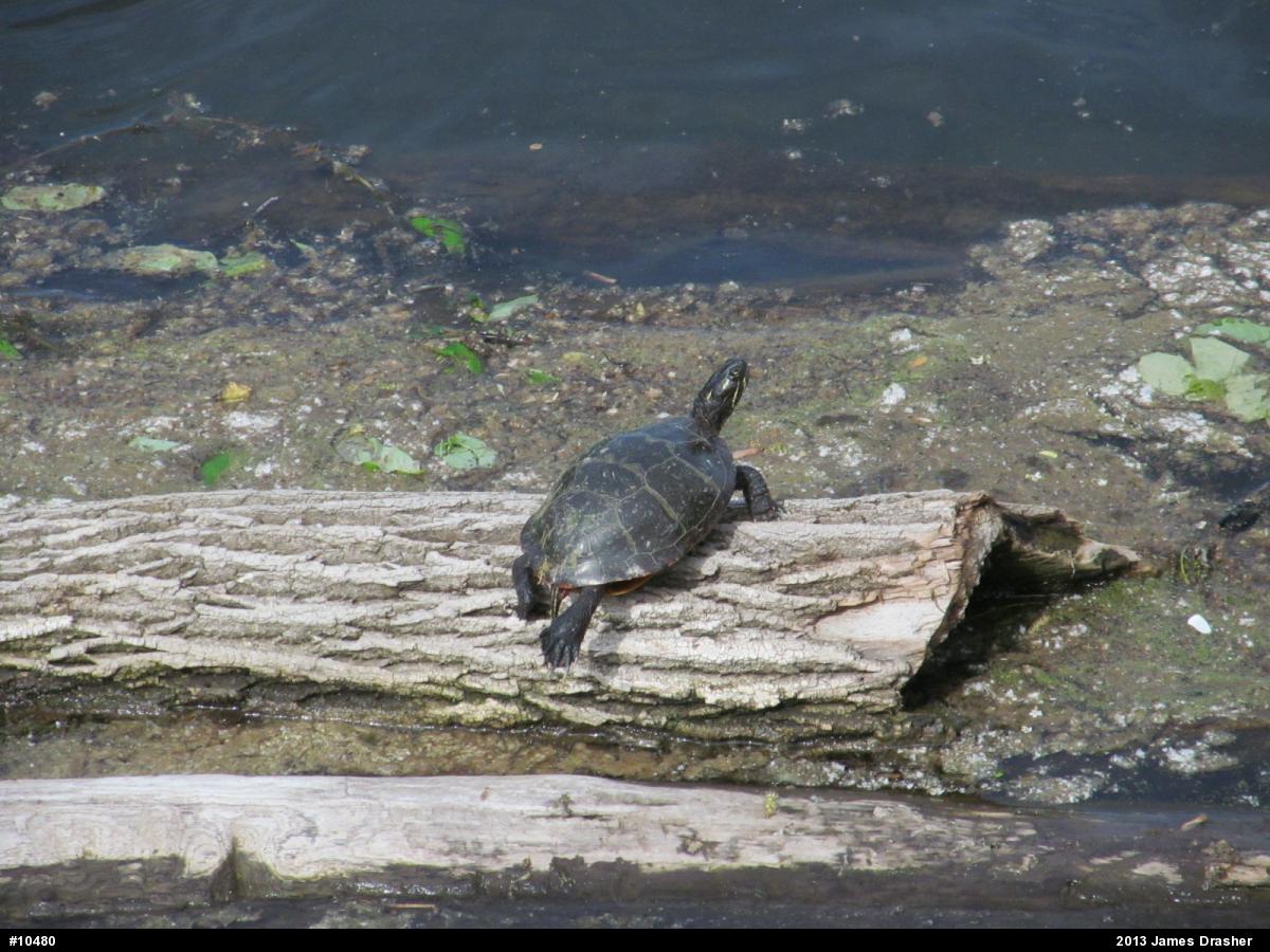 Painted Turtle