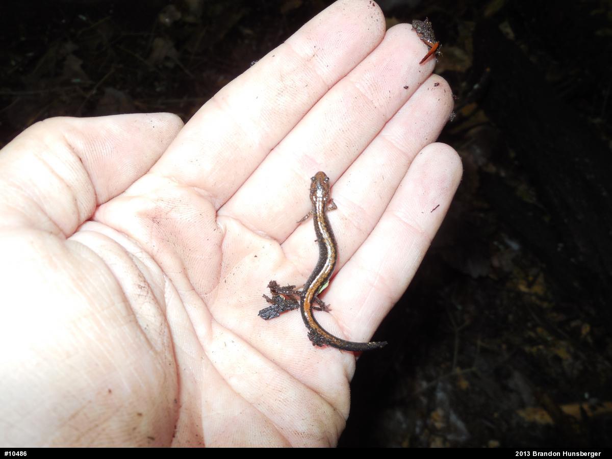 Eastern Red-backed  Salamander