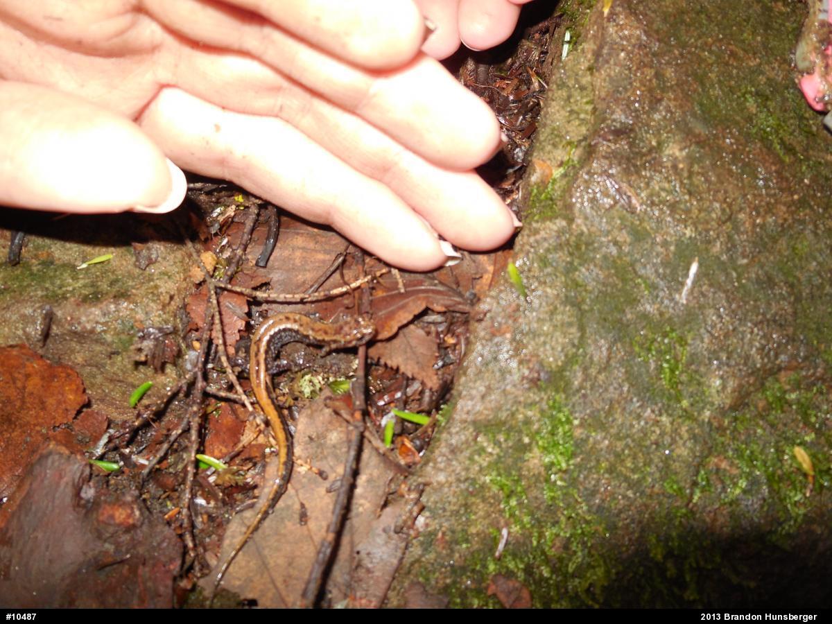 Allegheny Mountain Dusky Salamander