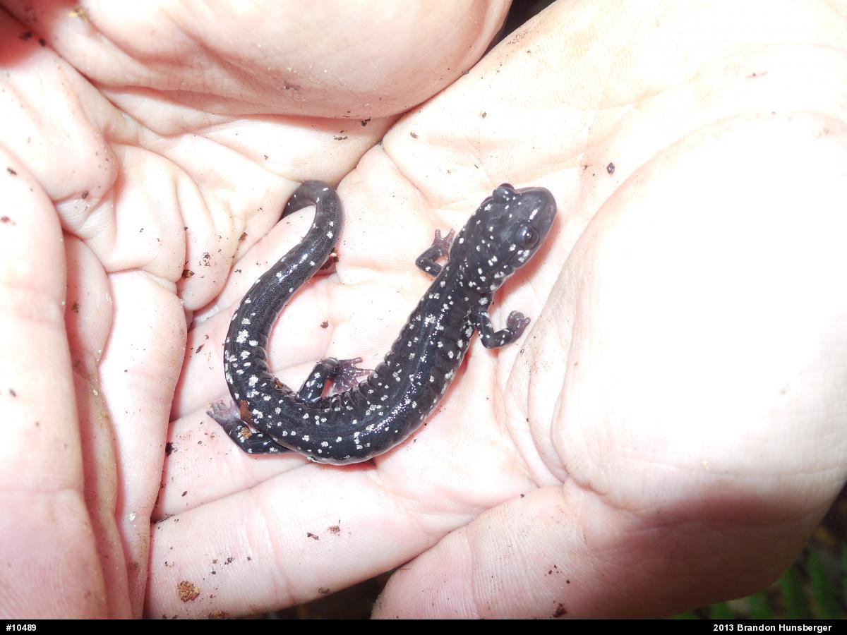 Northern Slimy Salamander
