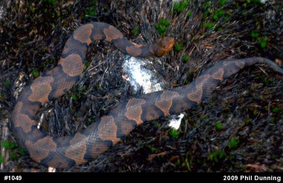 Northern Copperhead