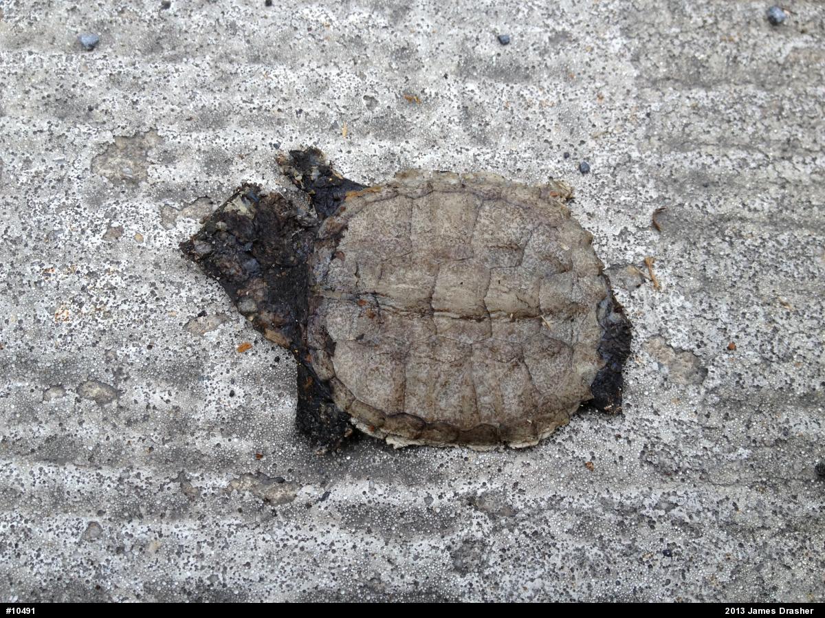 Snapping Turtle