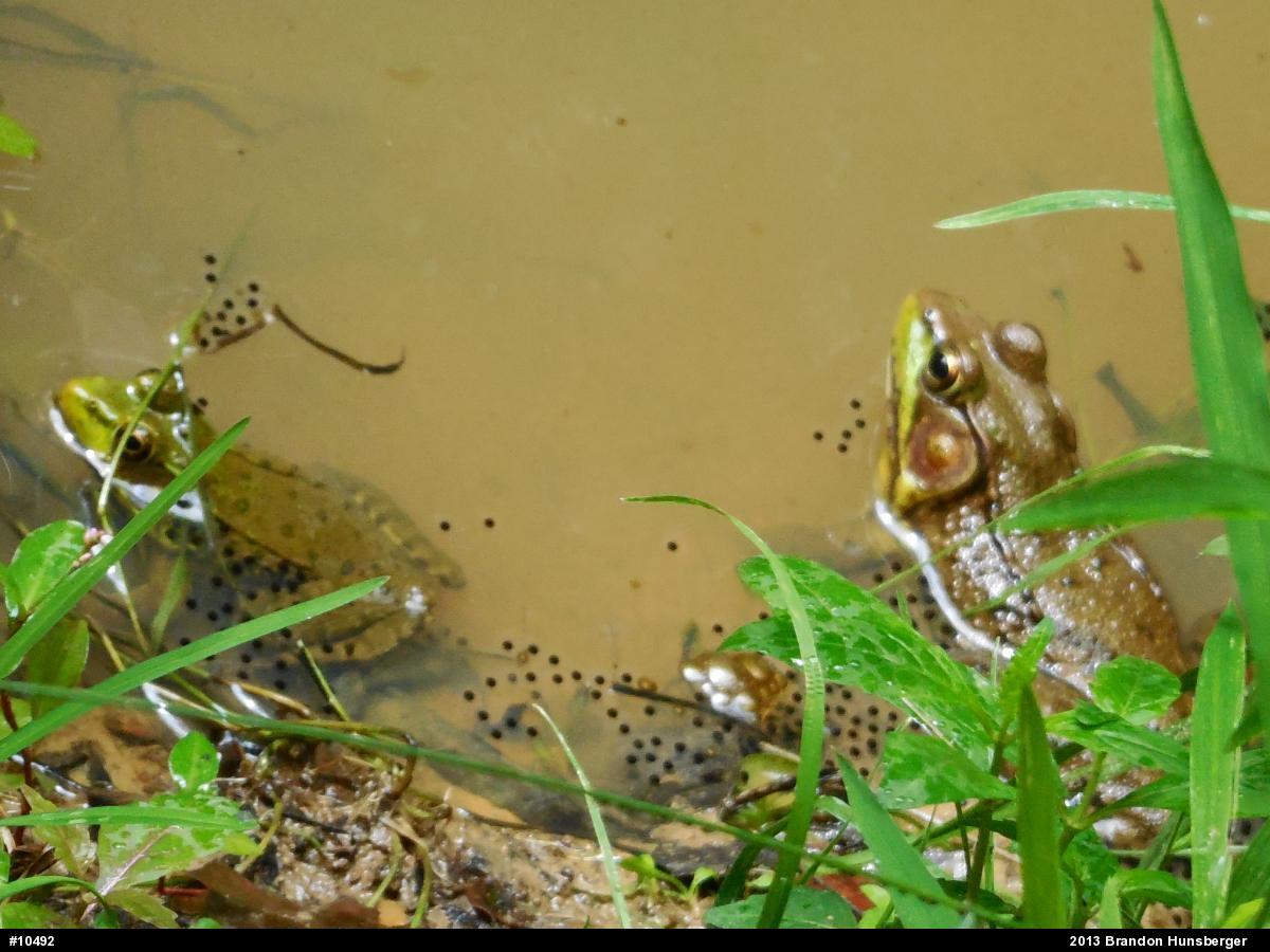 Green Frog