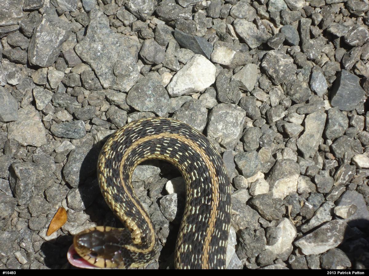 Eastern Gartersnake