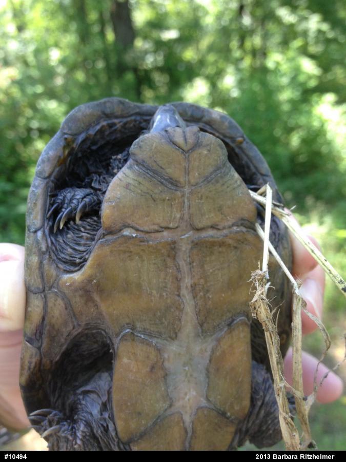 Eastern Musk Turtle
