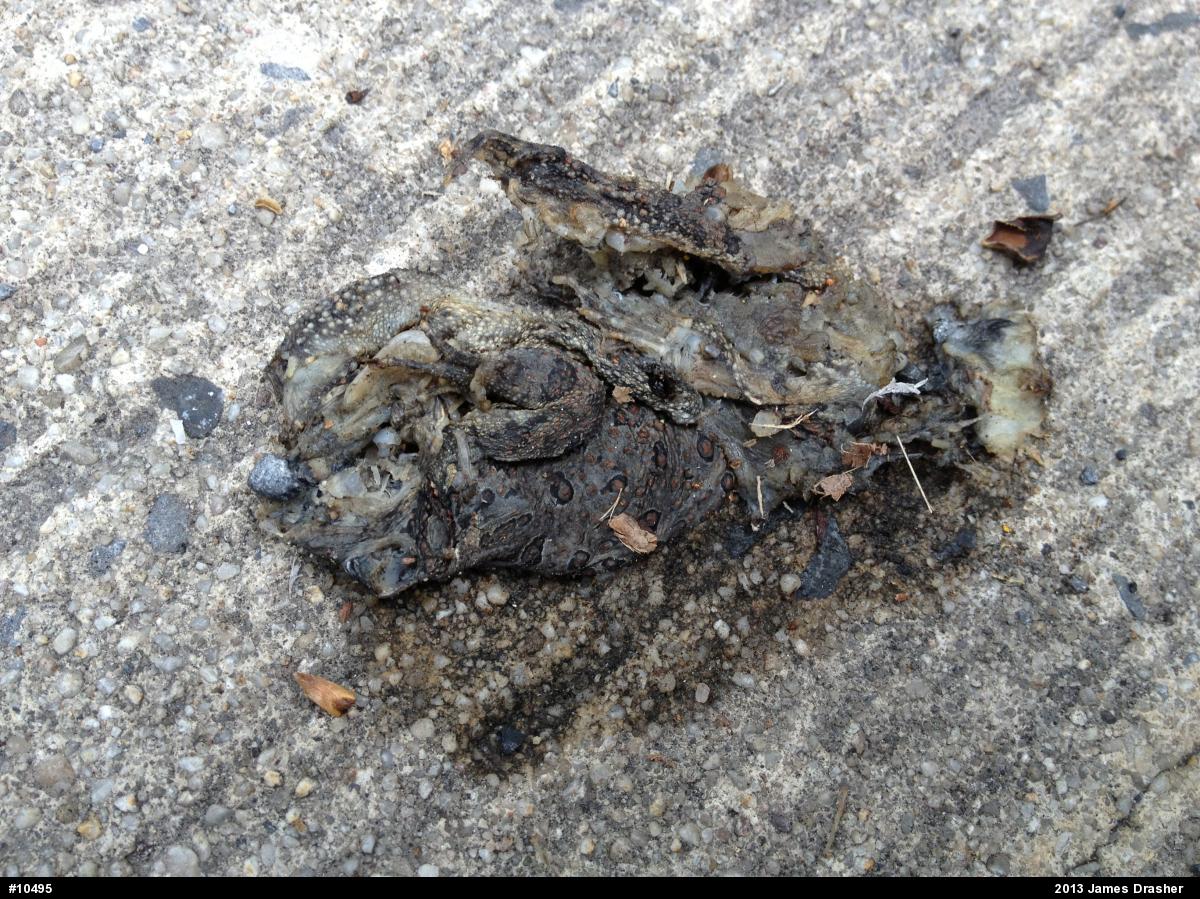 Eastern American Toad