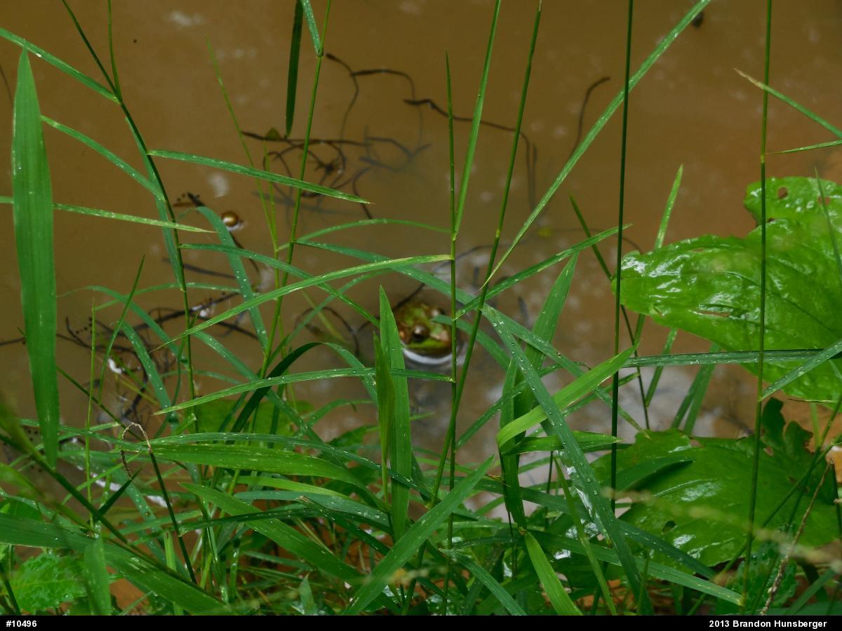 Green Frog