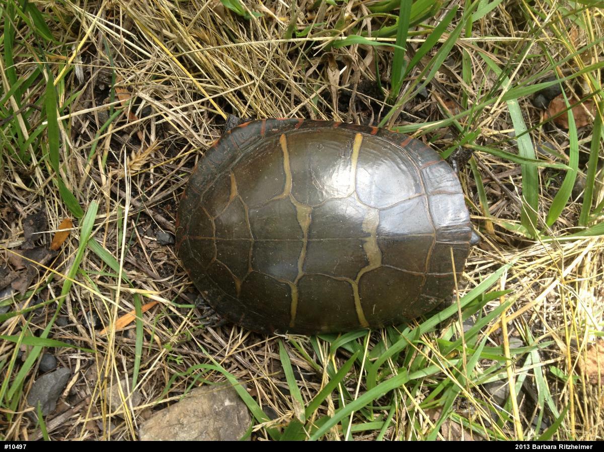 Painted Turtle