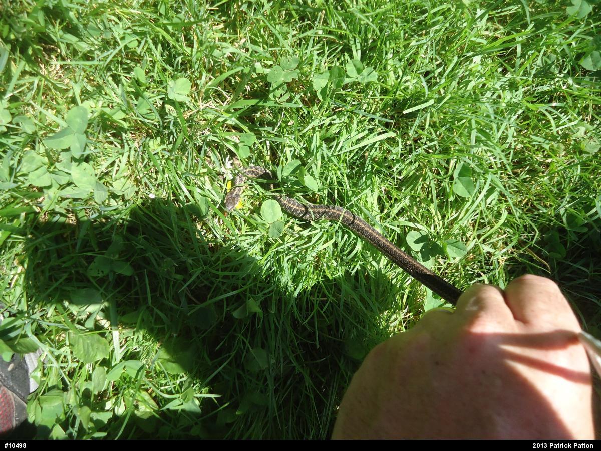 Eastern Gartersnake