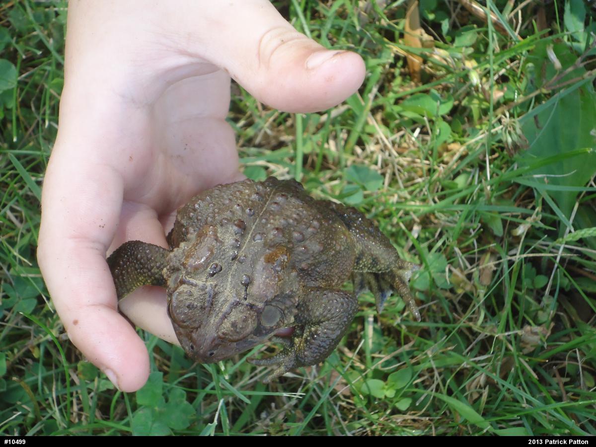 Eastern American Toad
