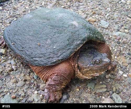Snapping Turtle