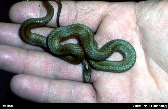 Red-bellied Snake