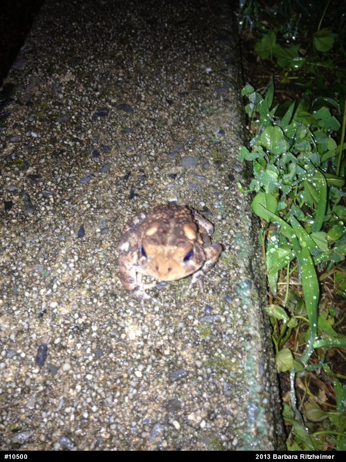 Eastern American Toad