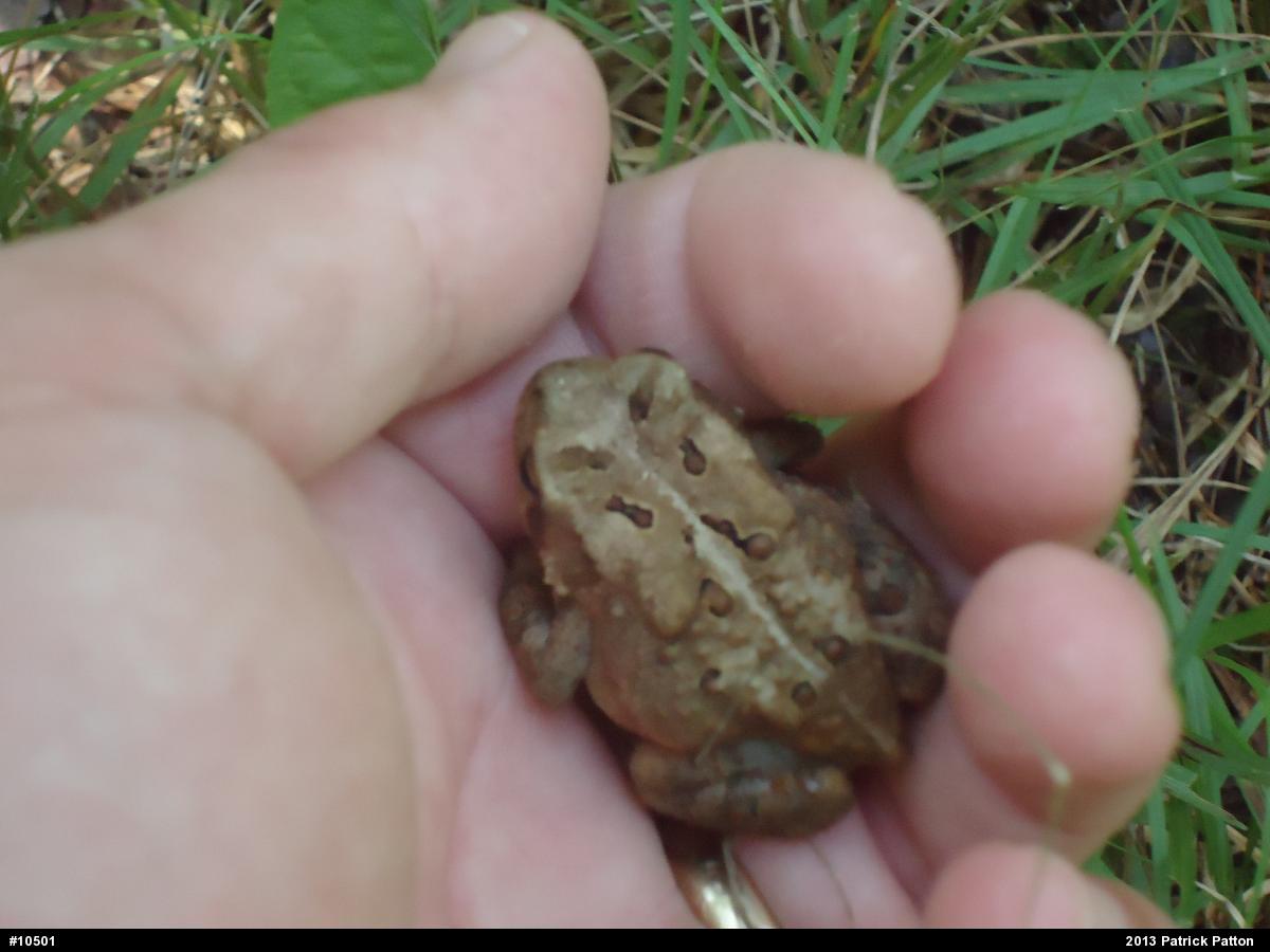 Eastern American Toad