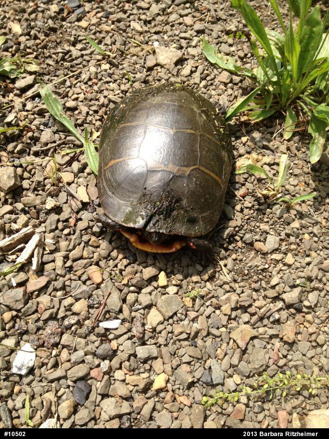 Painted Turtle