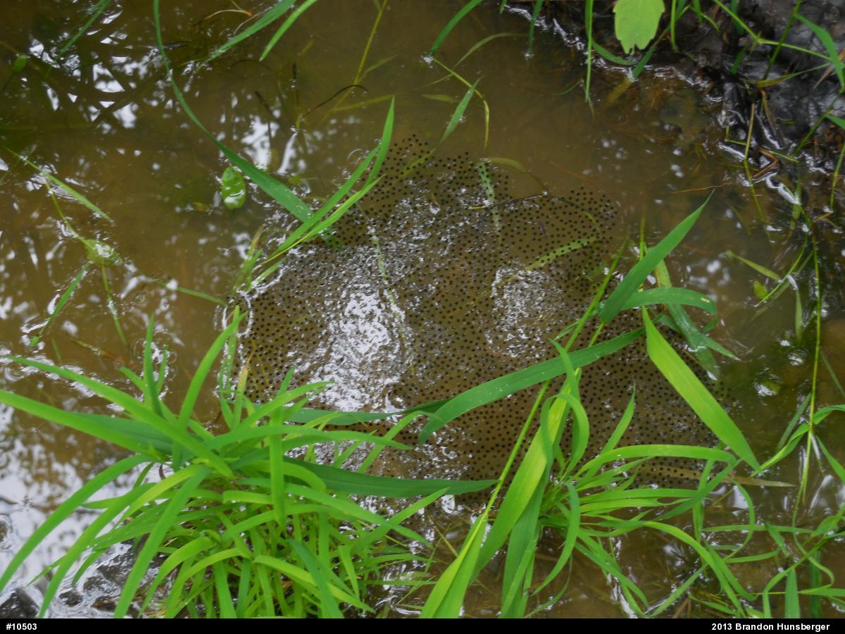 Green Frog
