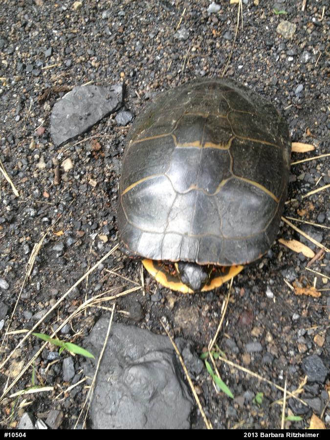 Midland Painted Turtle