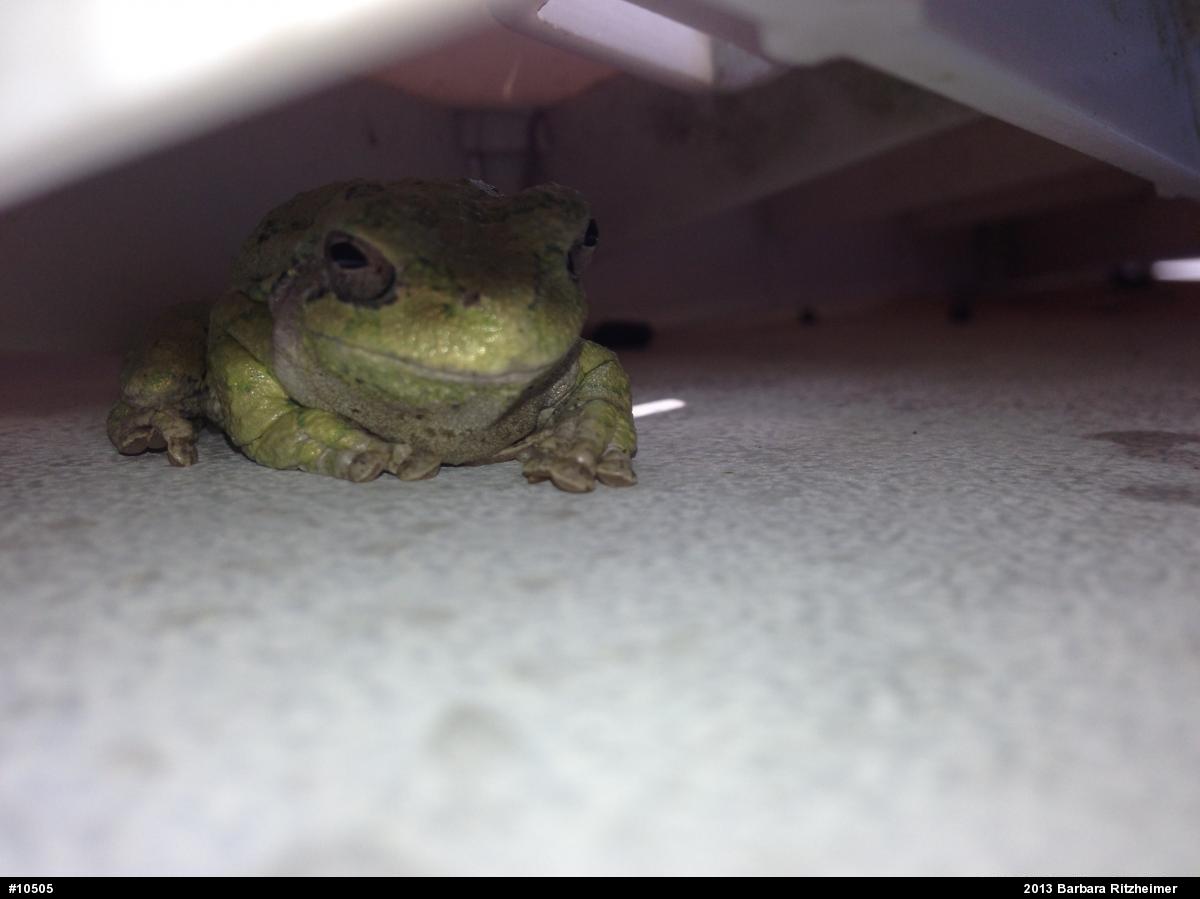 Gray Treefrog