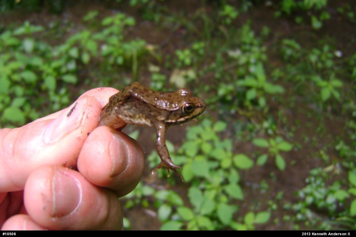 Green Frog