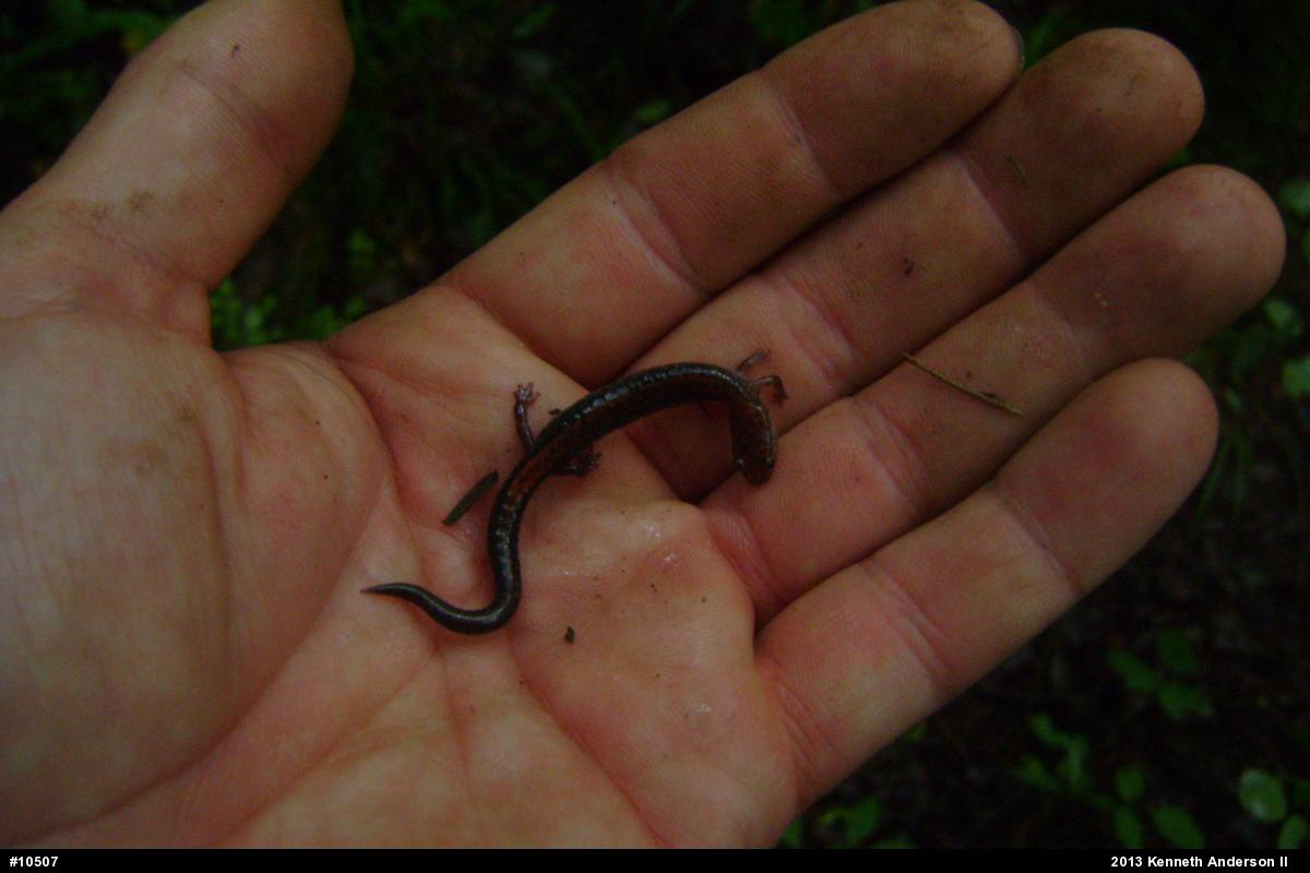 Eastern Red-backed  Salamander