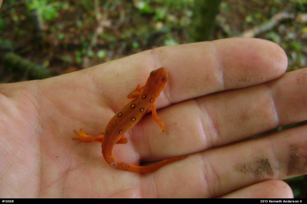 Red-spotted Newt