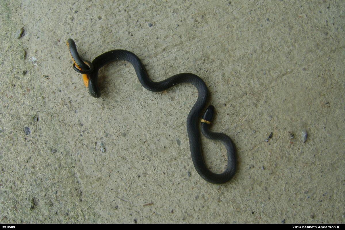 Northern Ring-necked Snake