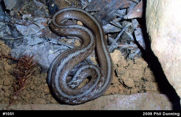 Dekay's Brownsnake