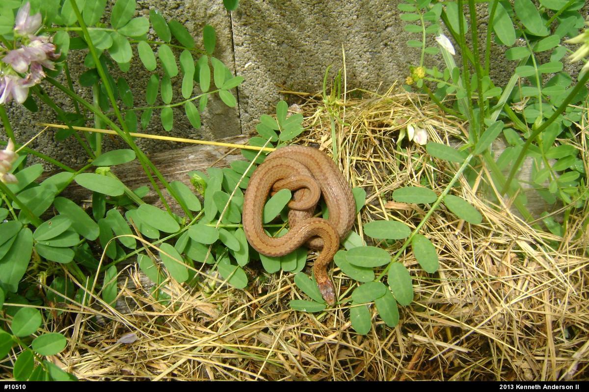 Red-bellied Snake