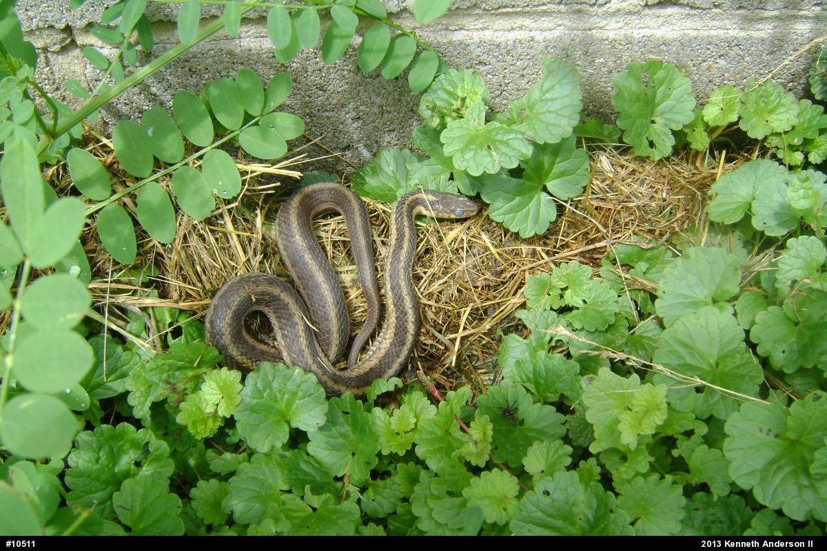 Eastern Gartersnake