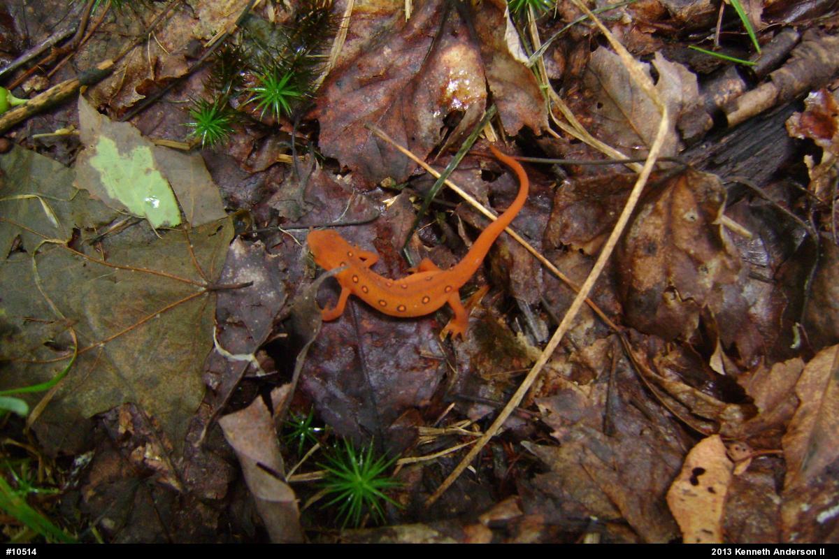 Red-spotted Newt