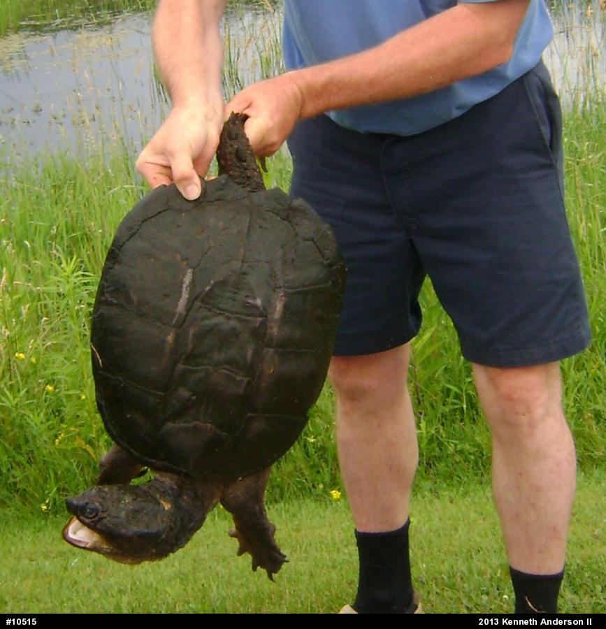 Snapping Turtle