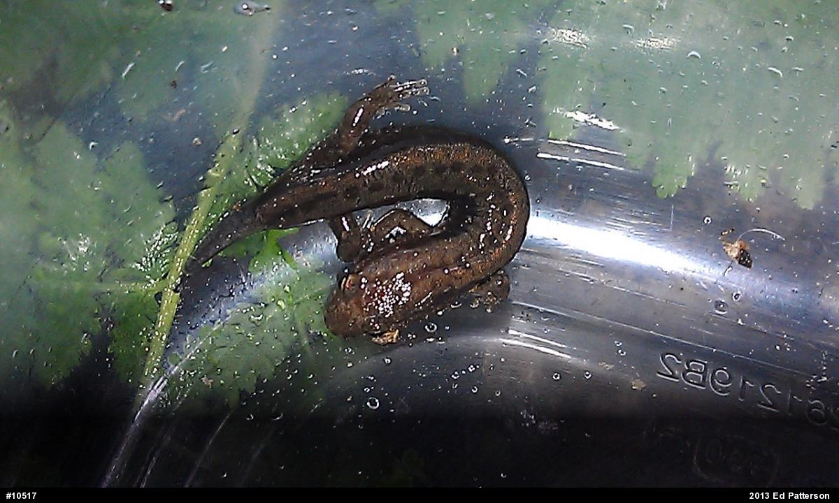 Allegheny Mountain Dusky Salamander