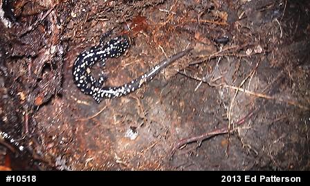 Northern Slimy Salamander
