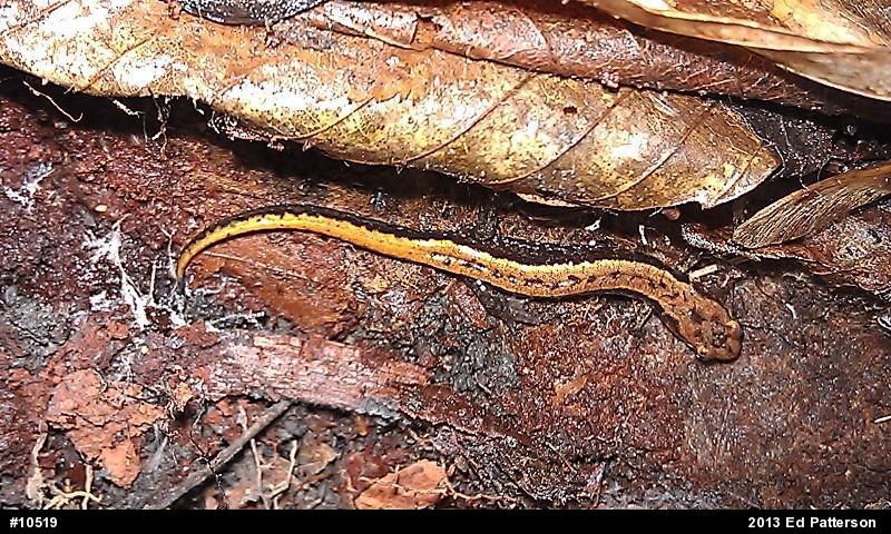Allegheny Mountain Dusky Salamander