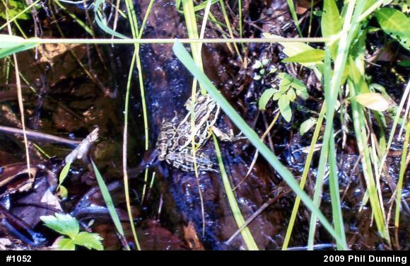 Pickerel Frog