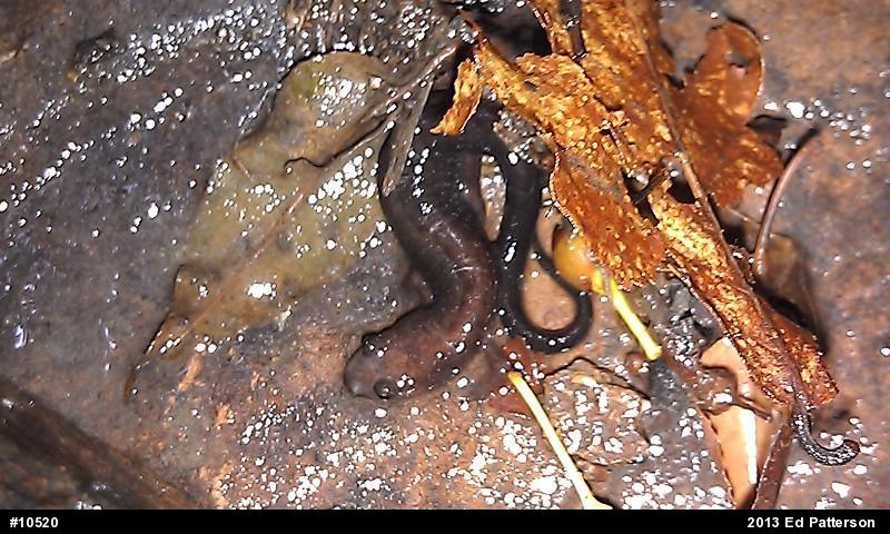 Allegheny Mountain Dusky Salamander