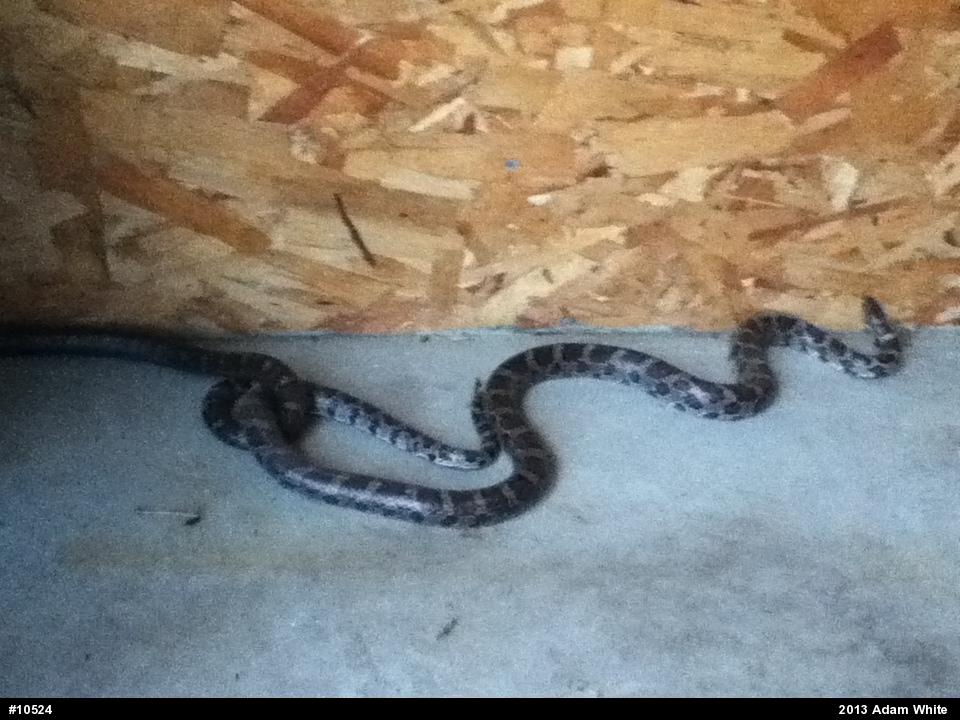 Eastern Milksnake