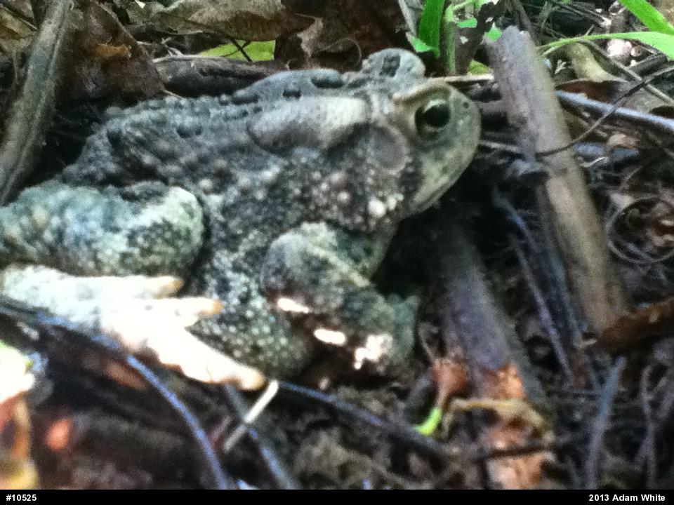 Eastern American Toad