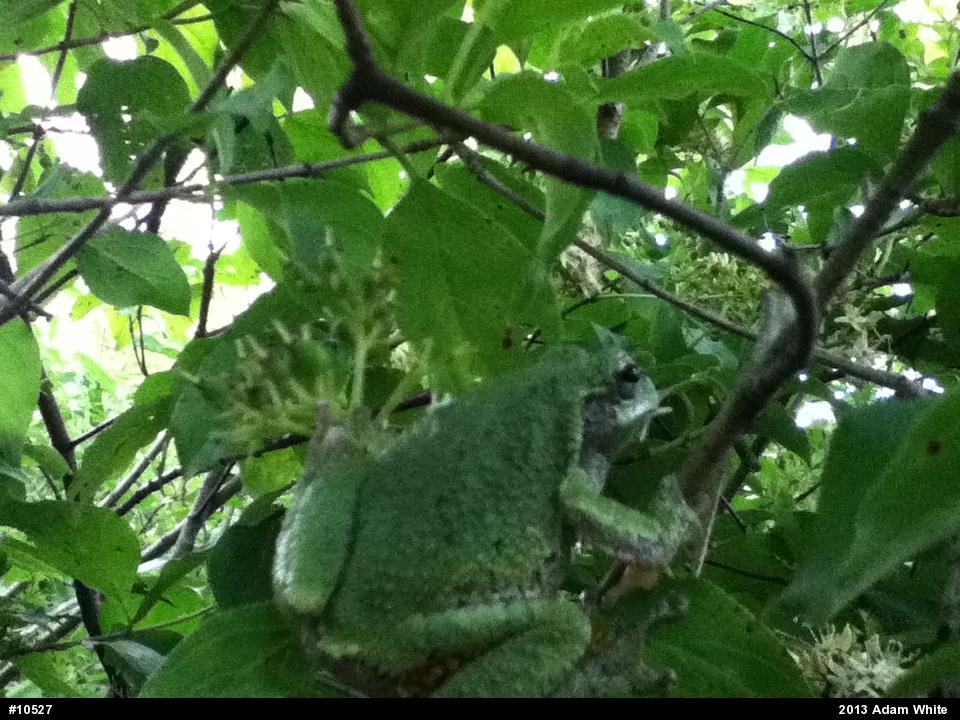Gray Treefrog