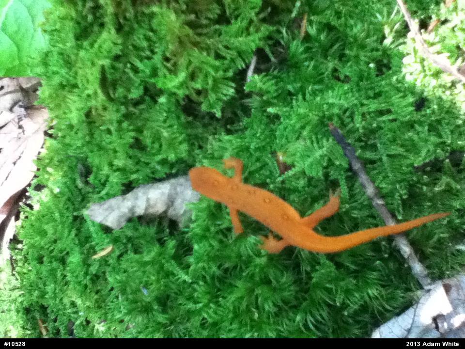 Red-spotted Newt