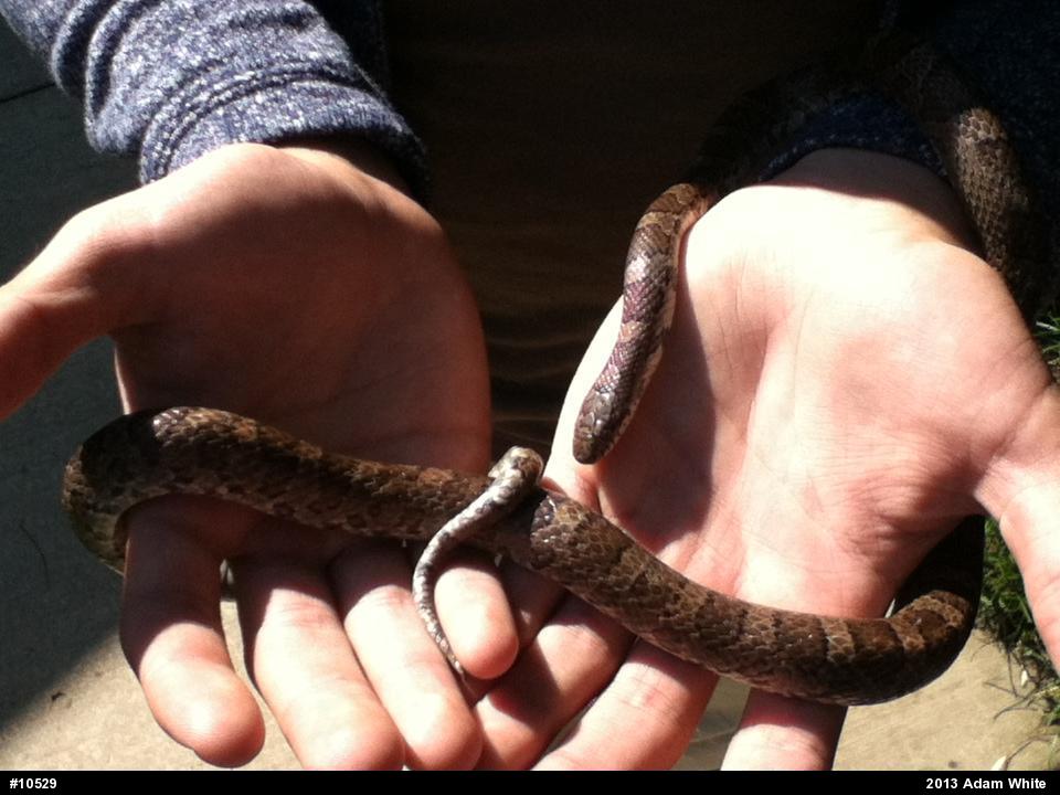Eastern Milksnake
