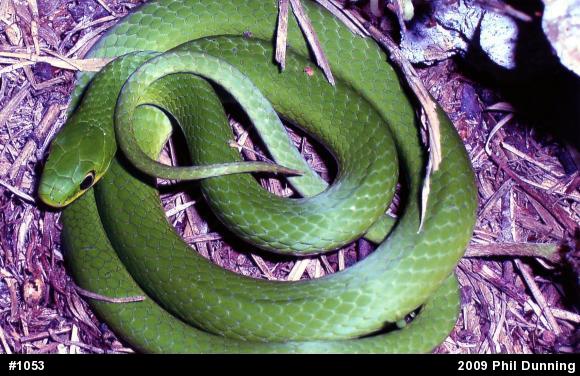 Smooth Greensnake